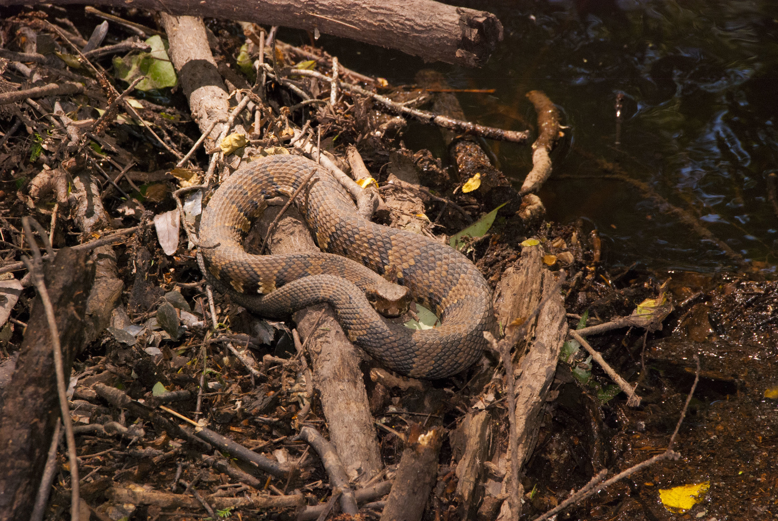 Cedar Creek Views_1.JPG