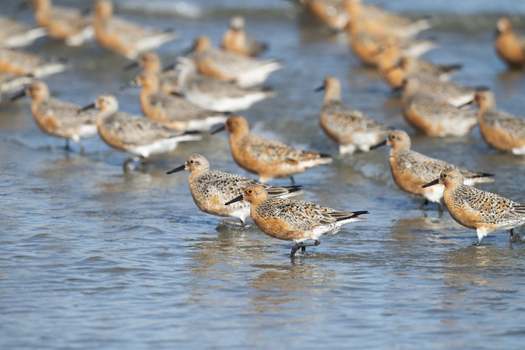 A flock of red knots stand in ankle-deep water along the shore