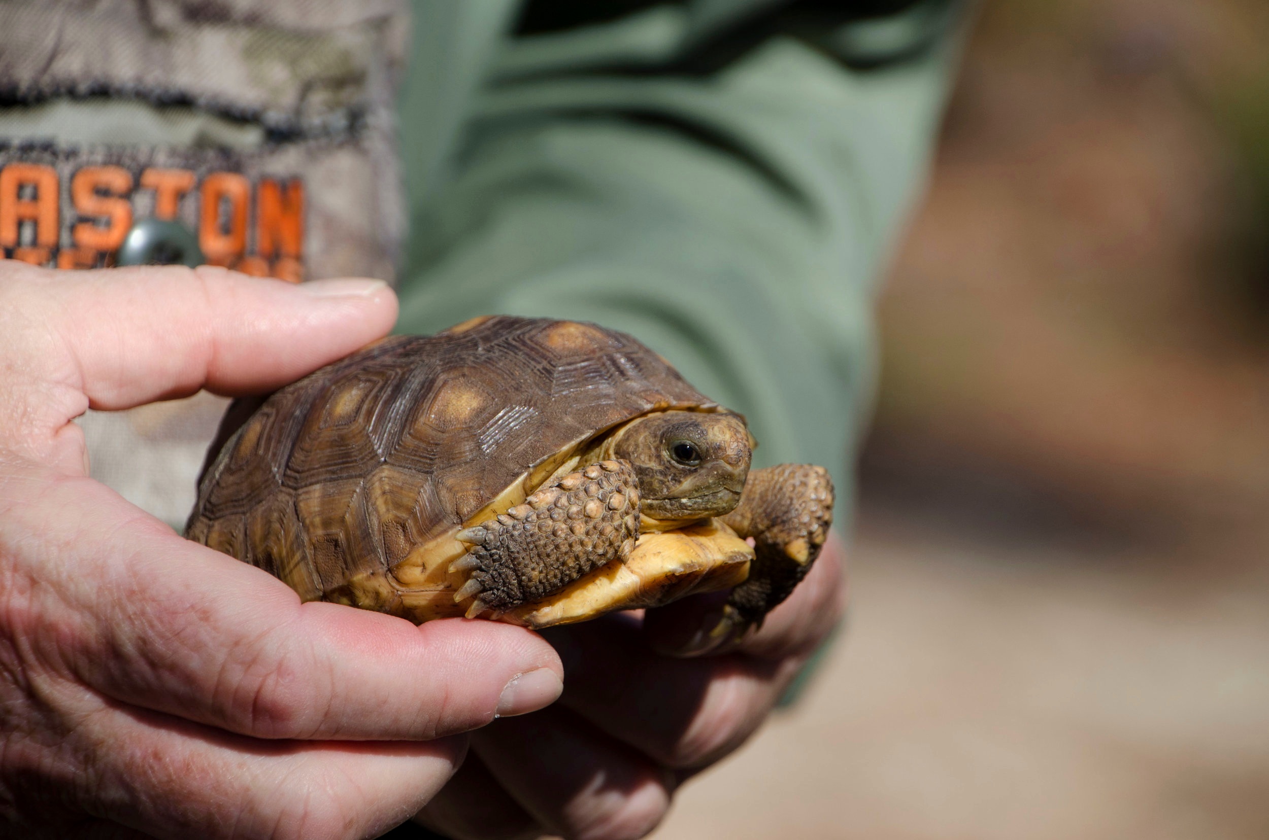 This tortoise was one of a group of tortoises reared at the University of Georgia’s Savannah River Ecology Lab from eggs collected at the SCDNR’s Aiken Gopher Tortoise Heritage Preserve.