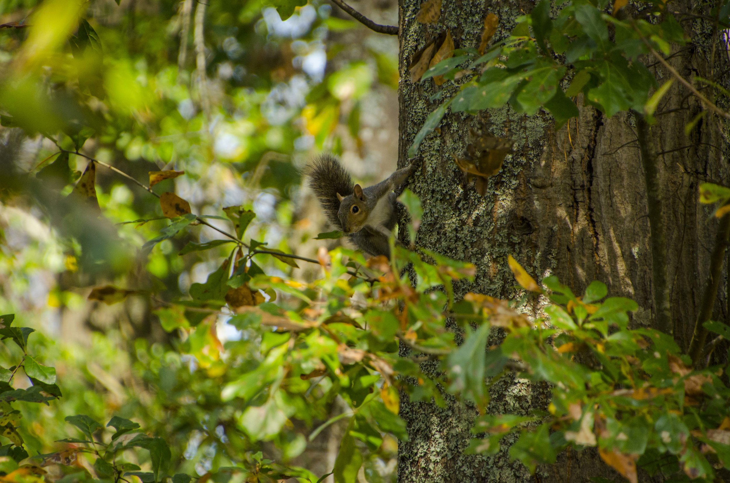 There were lots of squirrels on the trail.&nbsp;(SCDNR photo by David Lucas)