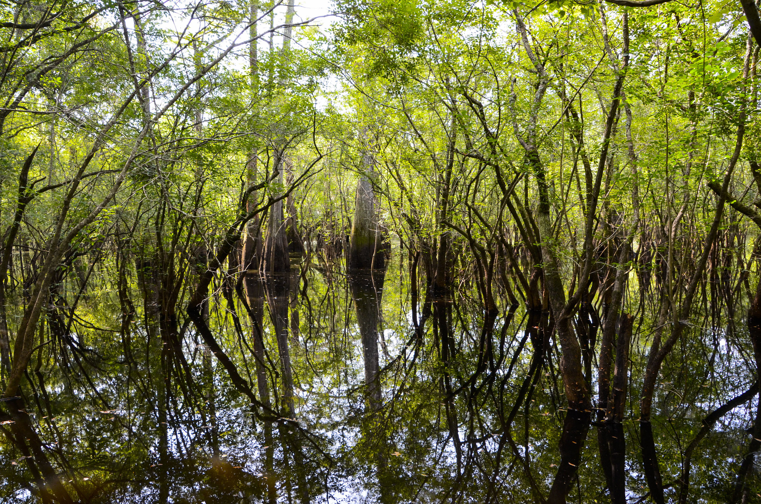  There’s a trail from the put-in area that will take you around the ox bow lake — very peaceful and scenic. 