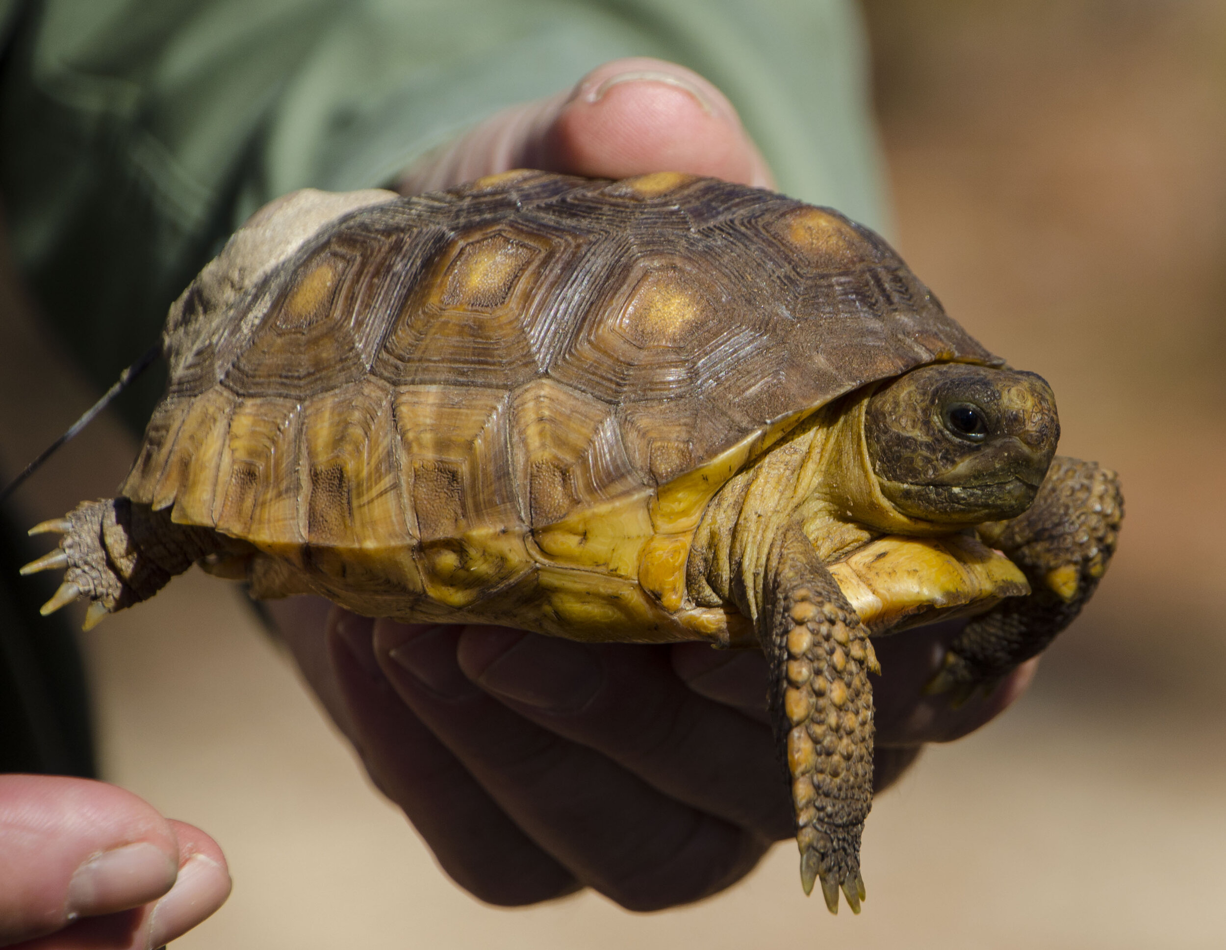  State Wildlife Grants: SWG-funded projects in South Carolina target threatened or endangered species identified as priorities in our S tate Wildlife Action Plan . The plan itself outlines strategies to protect or enhance the recove