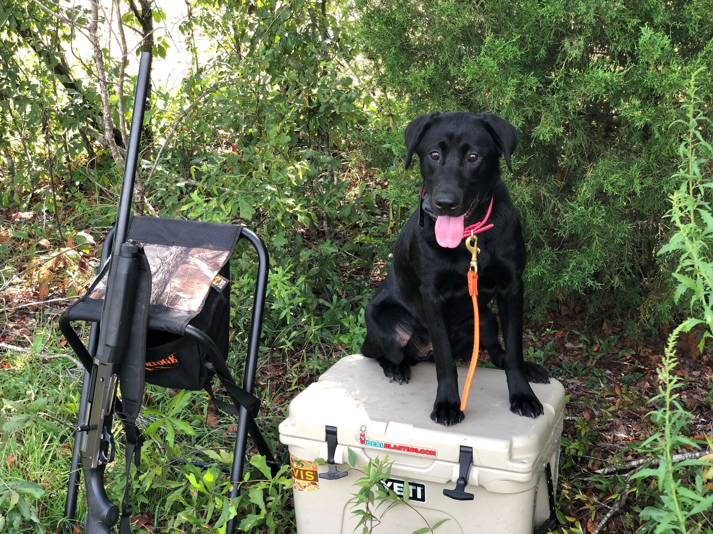 Kates first dove hunt 092020.jpg