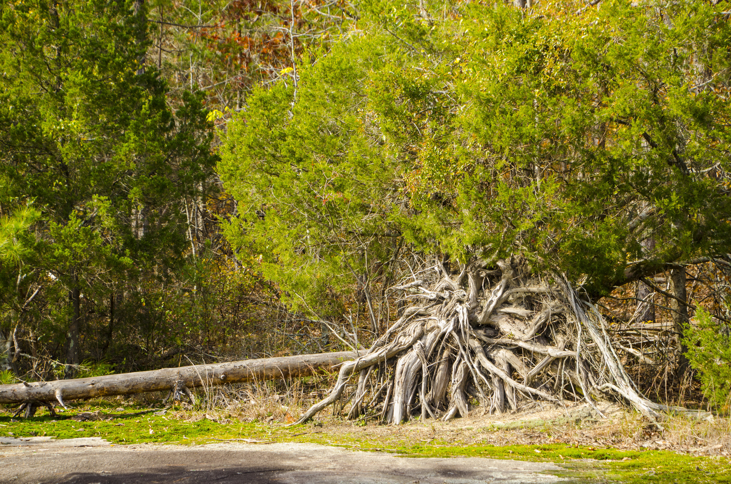 The twisted roots of this red cedar make an interesting shot.
