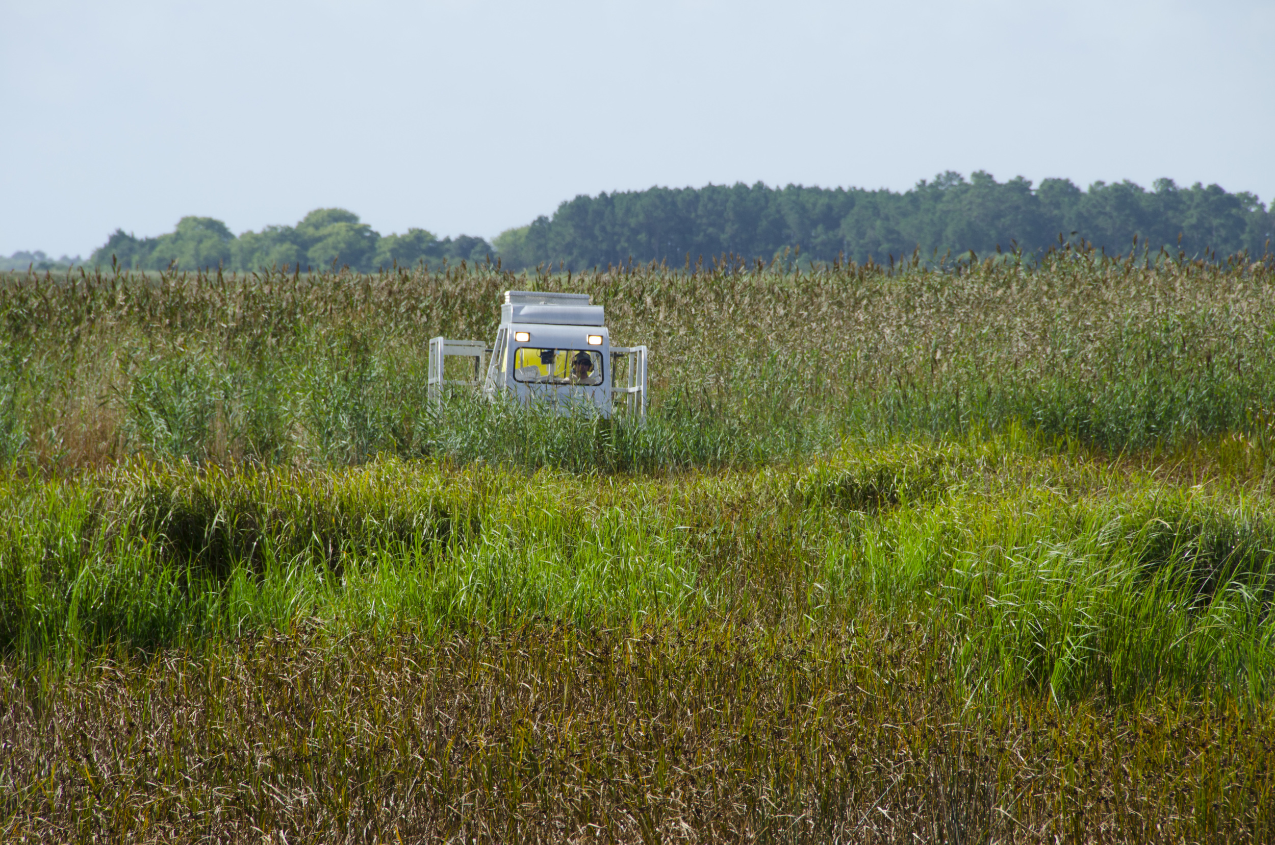 Attacking a patch of phragmities