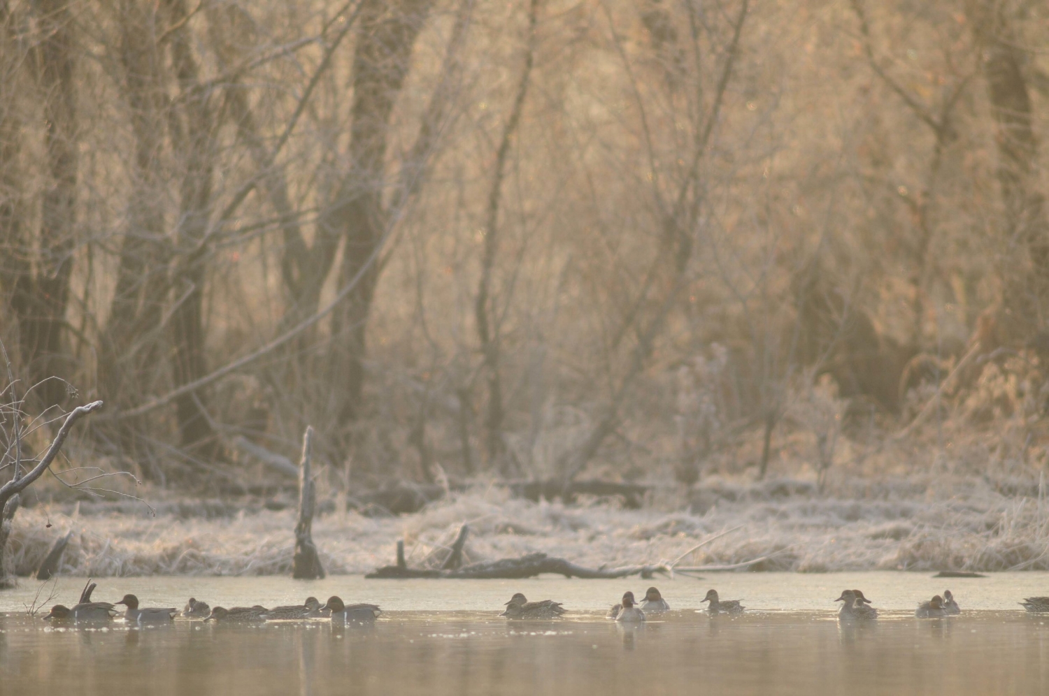 Waterfowl at Broad River WMA at daylight. (photo: SCDNR photo by Stewart Grinton)