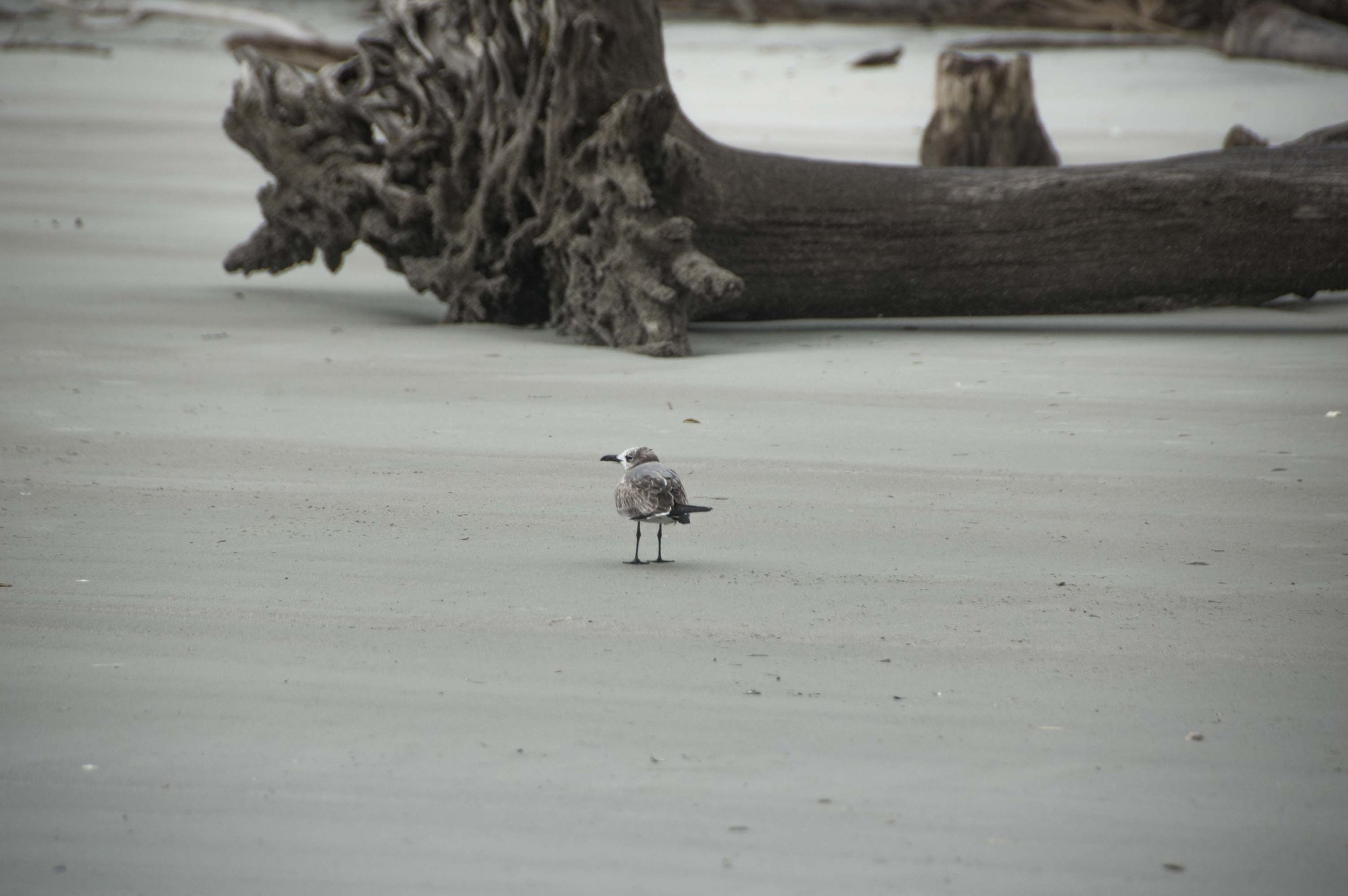 Hunting Isl Winter Photo Walk_DL_096.JPG