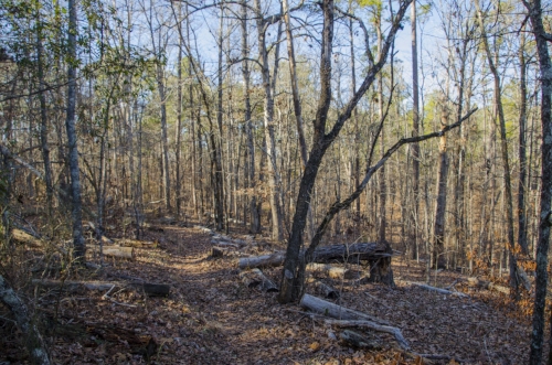The trail is narrowm but relatively well-marked.&nbsp;(SCDNR photo by D. Lucas)