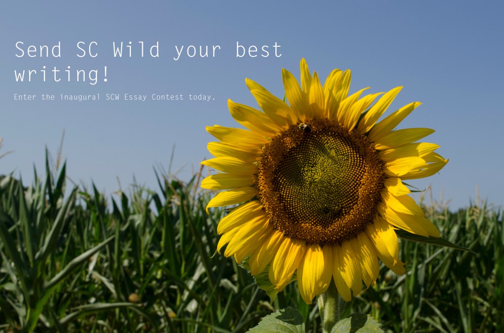 Call for Submissions: SCW Essay&nbsp;Contest