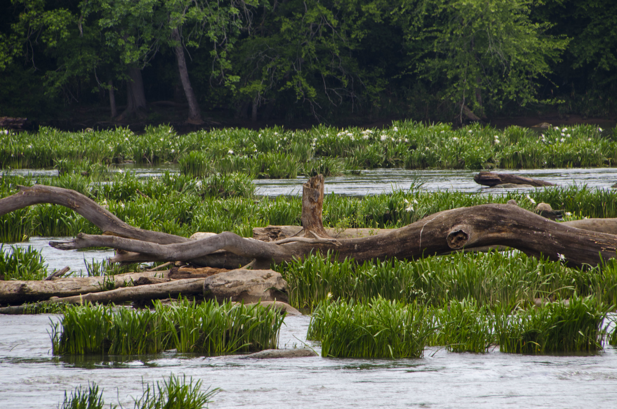 LCSP and Catawba Riverwalk for FB_14.JPG