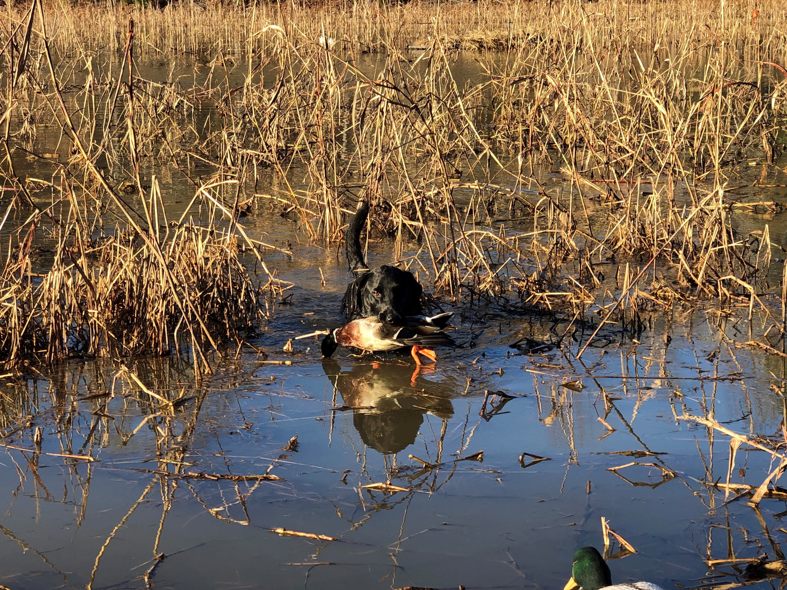 Willie mallard retrieve 122018.jpg