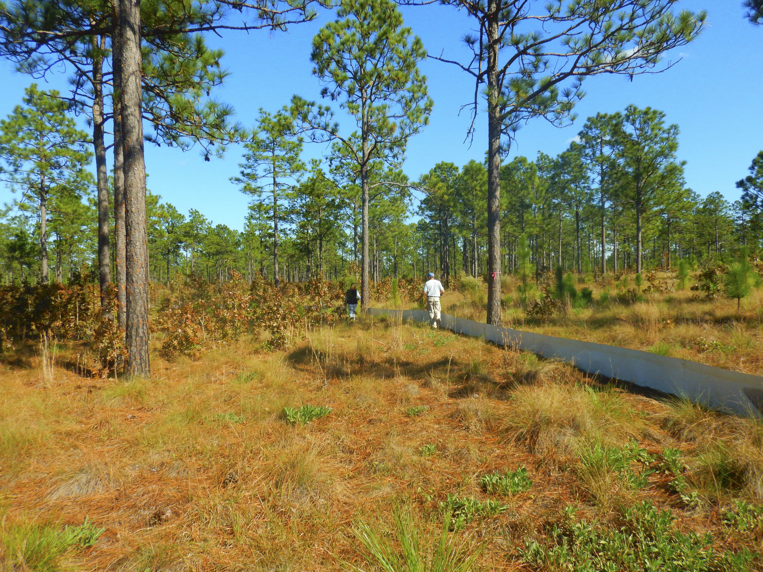 The low metal fence that forms the 2.5-acre “pen” where the released tortoises will live out the next phase of their lives cuts through a section of the heritage preserve that has been carefully managed over decades to produce a longleaf pine-domina…