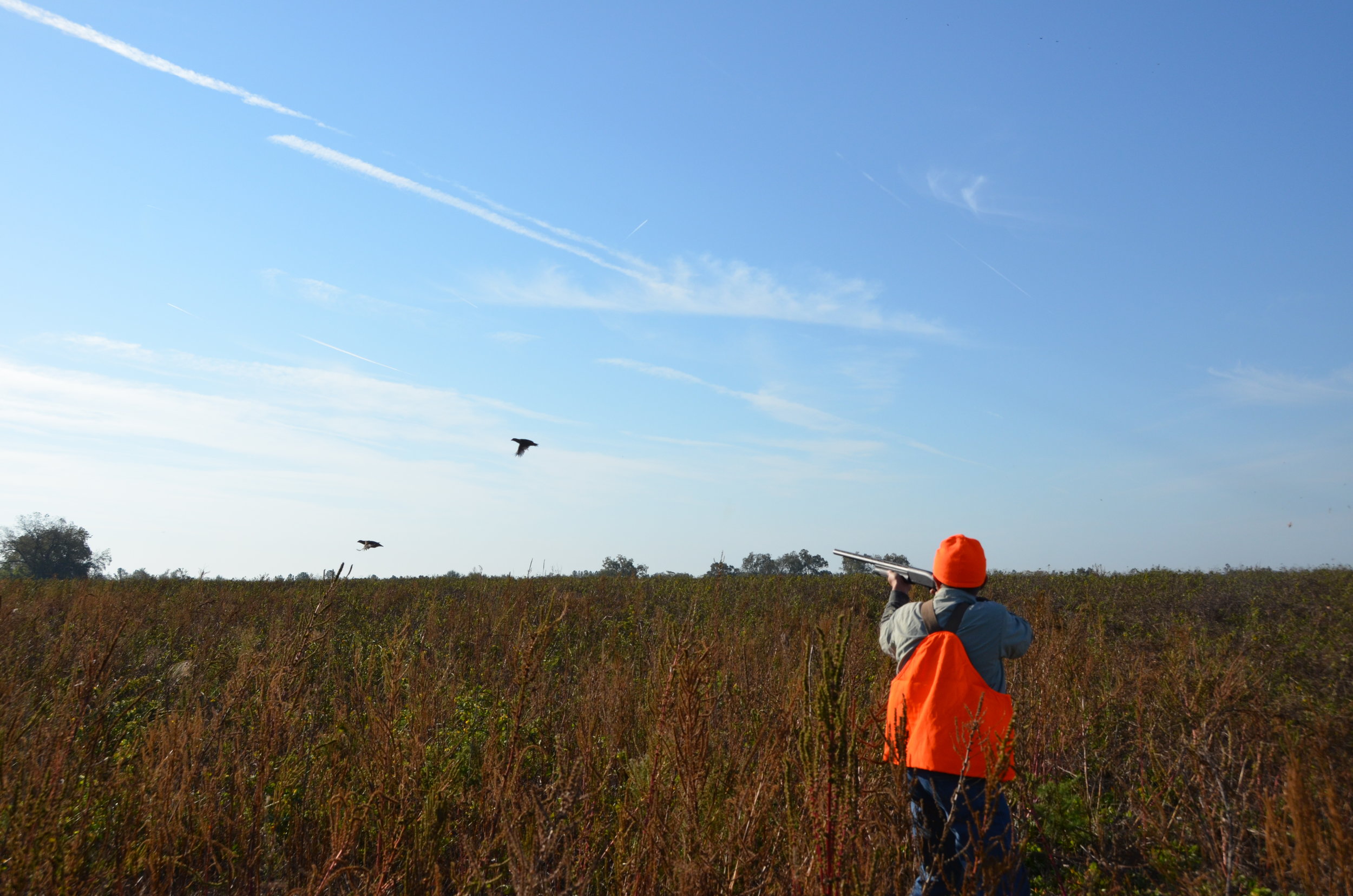 Plenty of shooting action is what makes shooting preserves such a popular option for aspiring quail hunters.