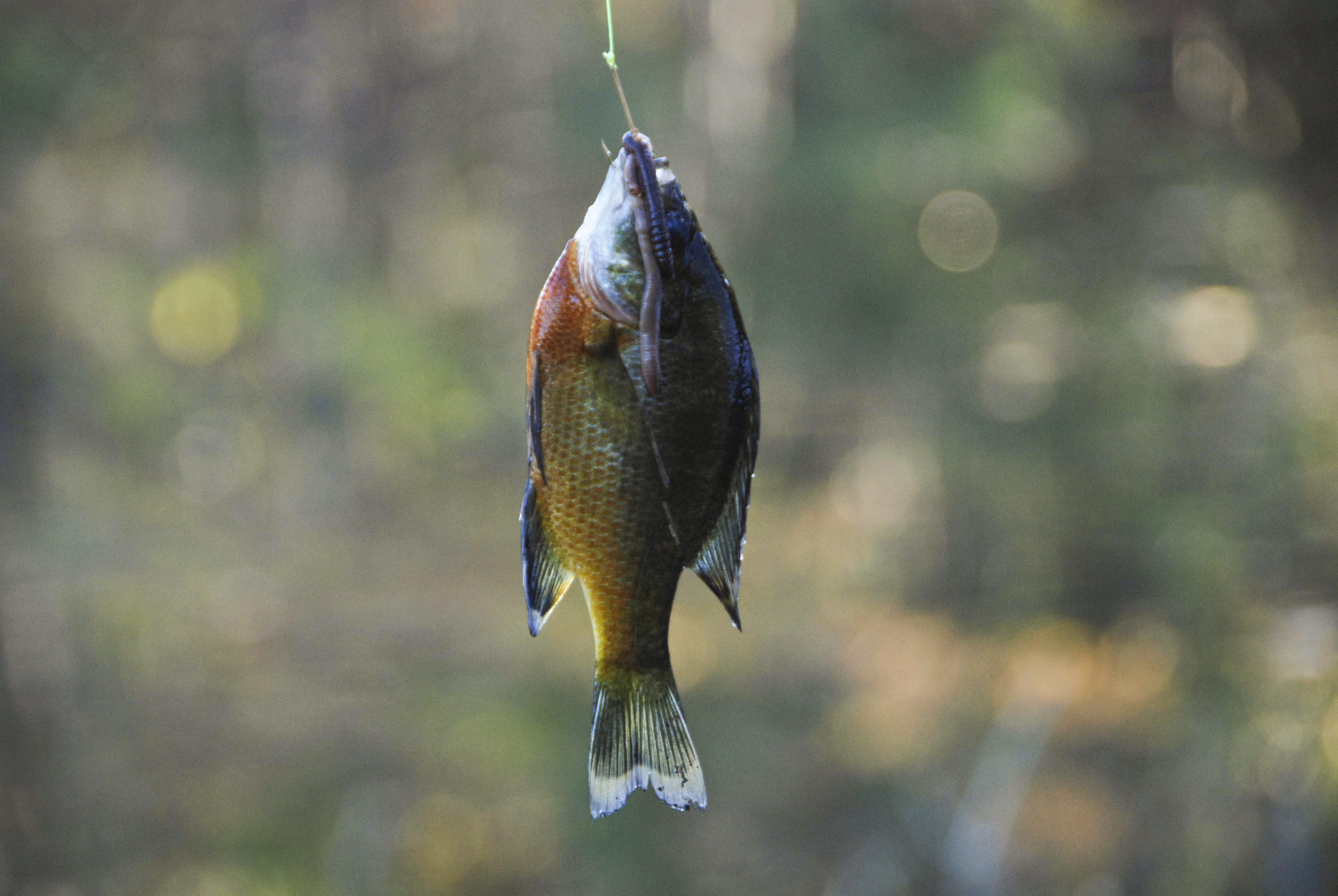 The brightly-colored redbreast sunfish is a summertime favorite in South Carolina's coastal plain rivers.