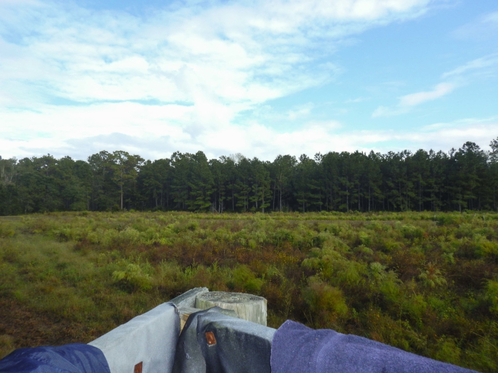 After a few rain showers passed through, this stand proved to be a very productive spot during an early October lottery hunt at the SCDNR's James W. Webb Wildlife Center.