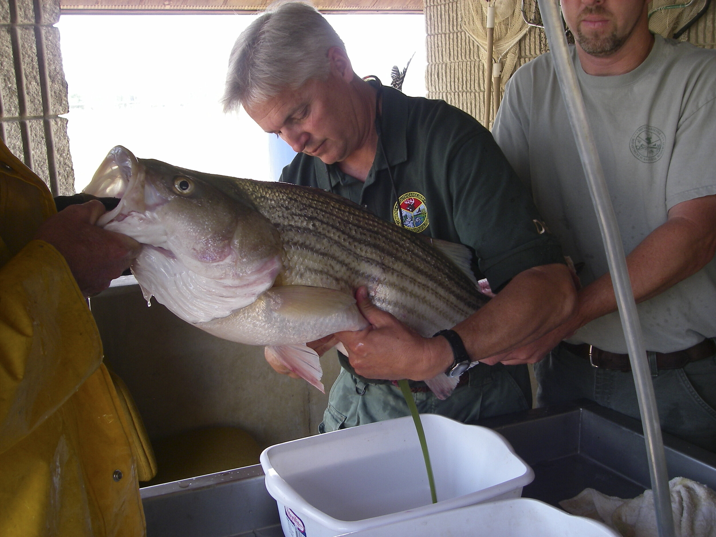 J Bayless Striped Bass Spawning_8x10.JPG