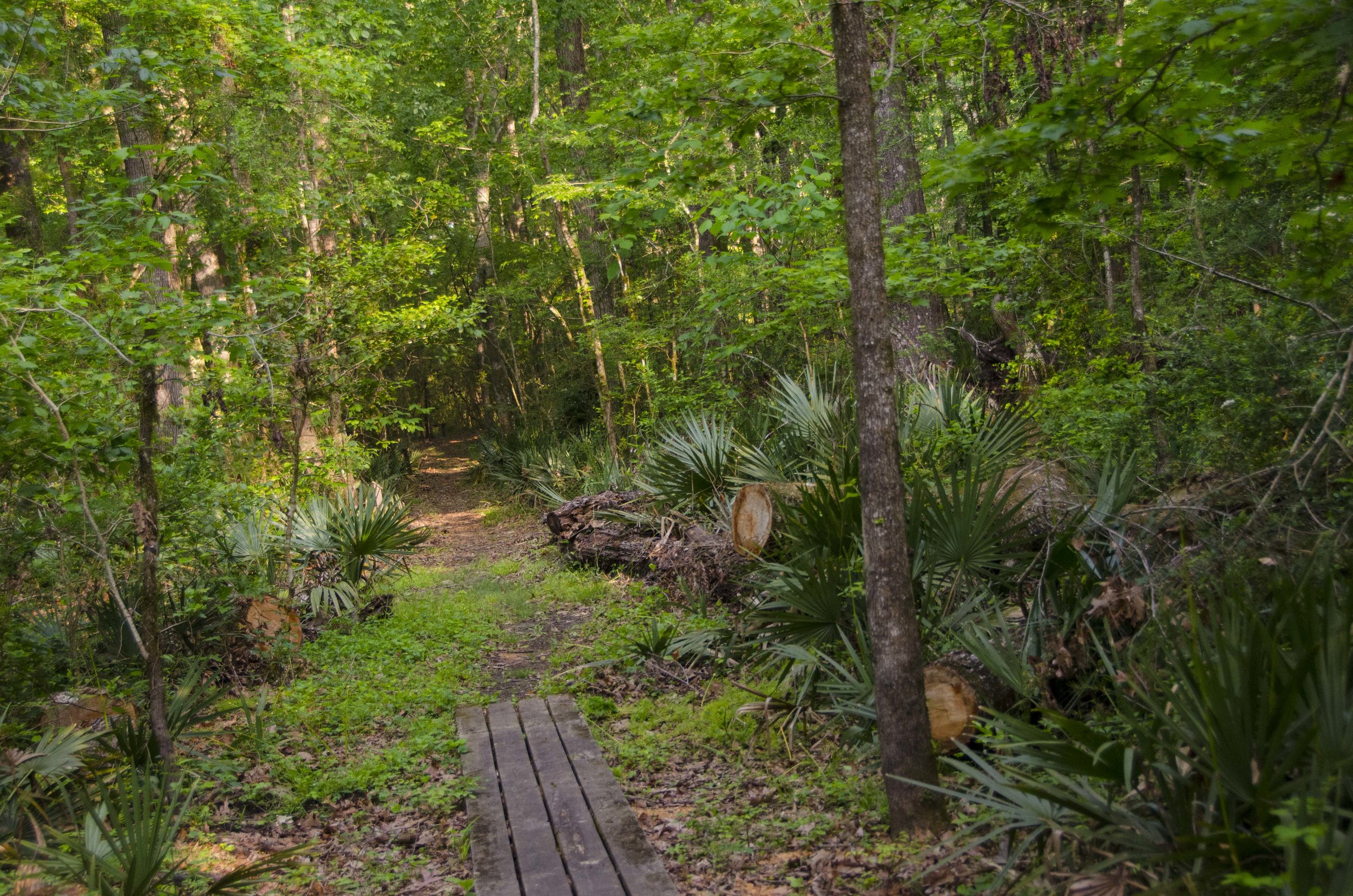 Edisto Trail best for Blog_40.JPG