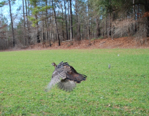 A tagged and released turkey takes flight at the Webb Wildlife Center. (SCDNR photo)