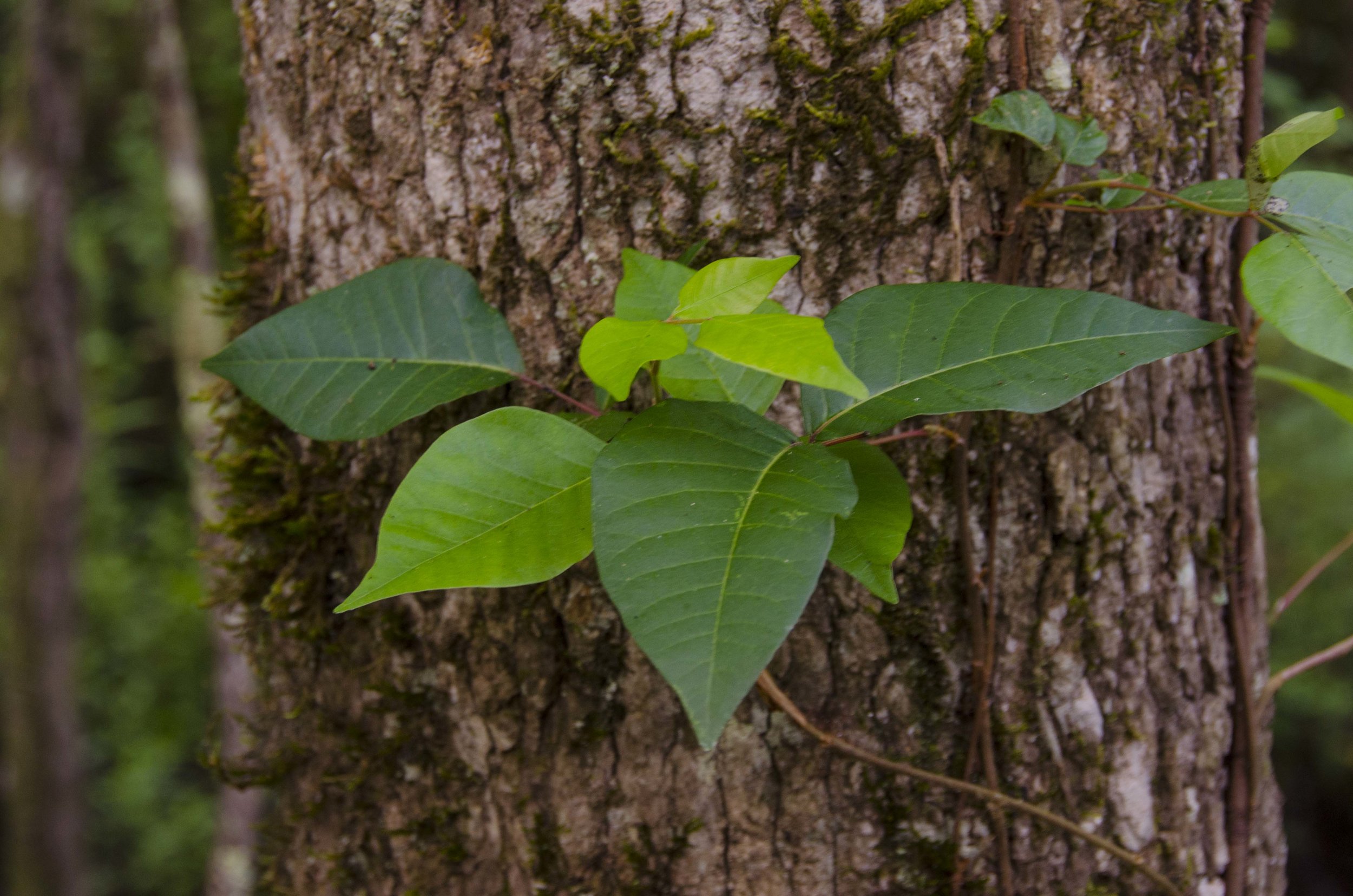 Edisto Trail best for Blog_4.JPG