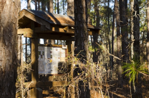 Start amongst the pines, but you'll quickly find yourself in hardwoods on steep slopes.&nbsp;(SCDNR photo by D. Lucas)