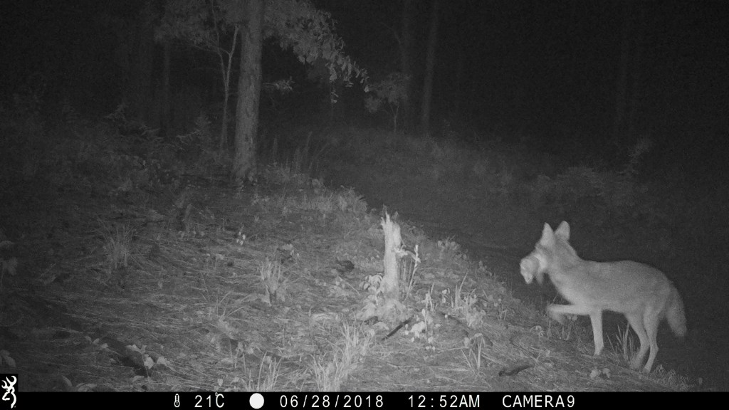 Night shot of a coyote carrying its prey through the woods.
