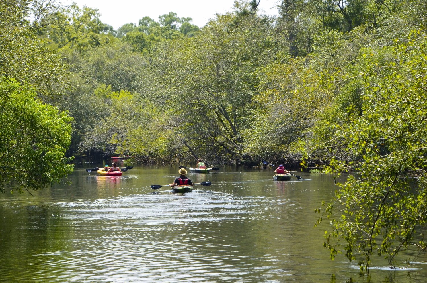 The Waccamaw River is a blackwater Paddler's paradise. [SCDNR image by David Lucas -- see complete photo gallery at the end of the article.]