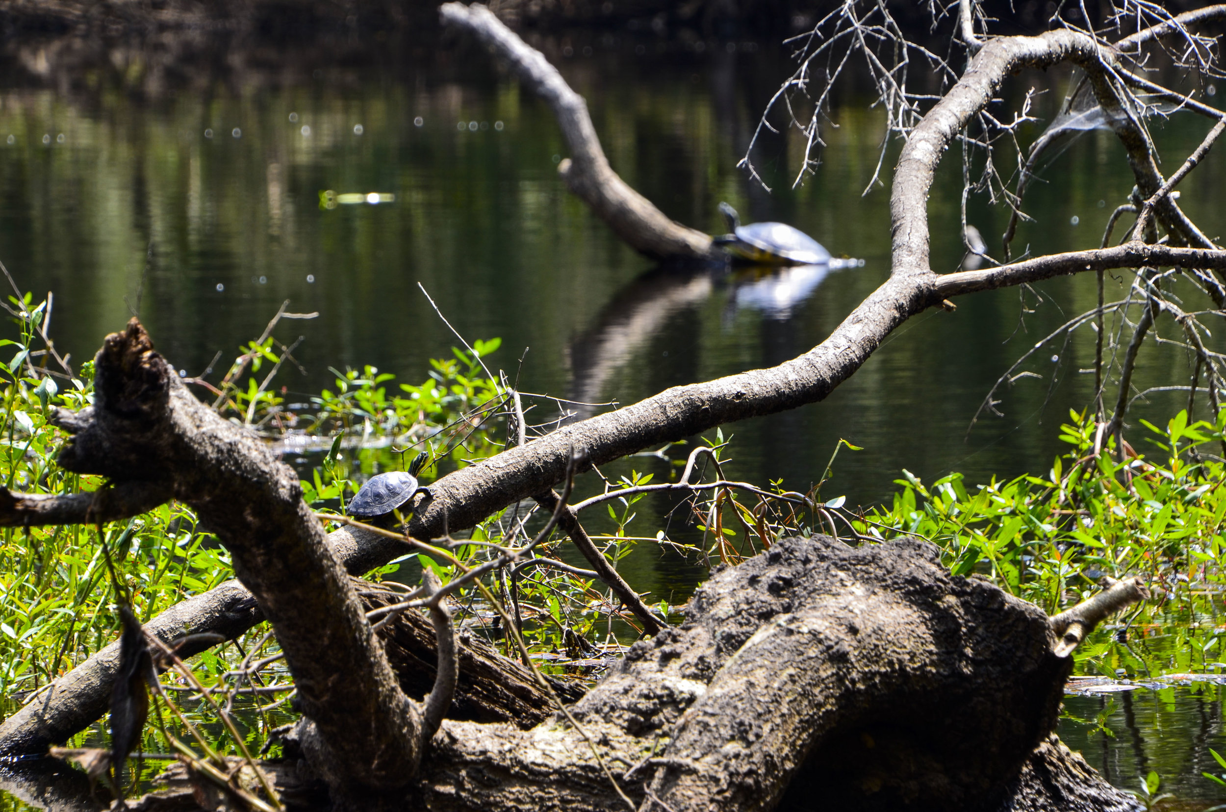  One day I’ll be a big turtle — Chris Anderson Landing. 
