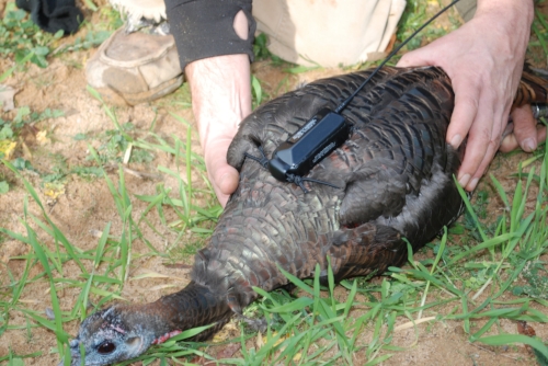 This transmitter-tagged turkey is ready to be released.