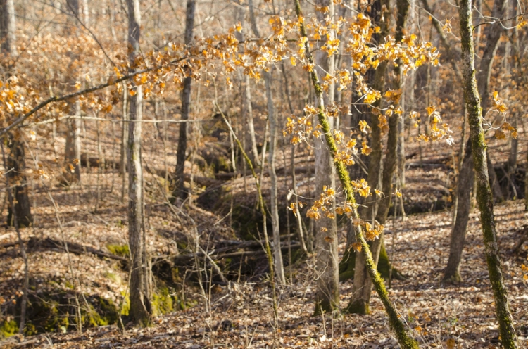 Moss, lichens and some ferns along this feeder creek provided a pop of green to this otherwise monotone winter scene.&nbsp;(SCDNR photo by D. Lucas)