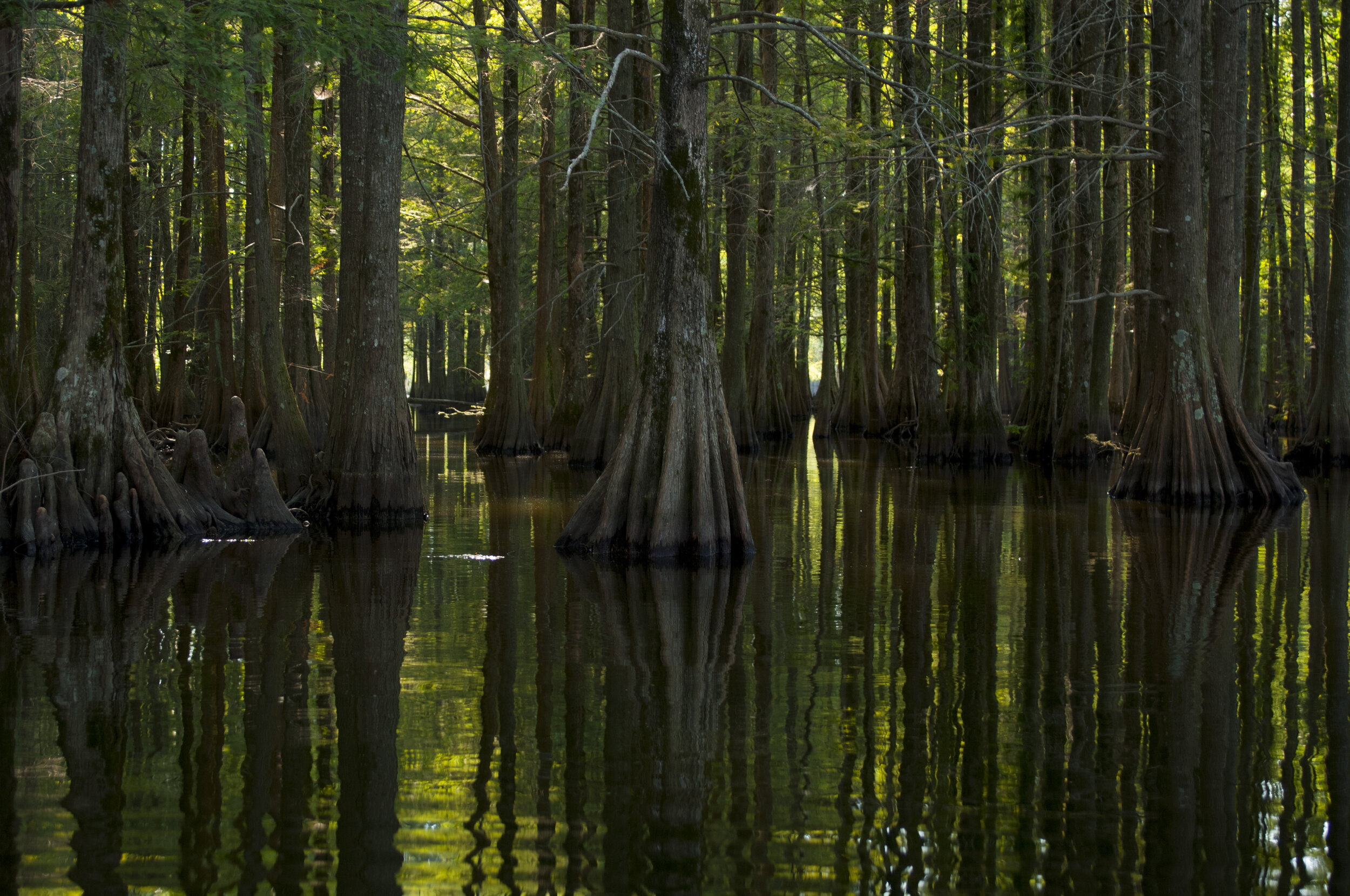 Not many lakes can match the natural beauty AND awesome fishing across a range of popular species that can be found on the Santee Cooper system. [SCDNR photo by Michael Foster]