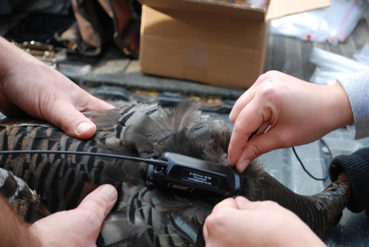 Tiny battery-powered transmitters that can collect regular GPS data on a turkey's movements and then transmit that data back to a computer-receiver for collection have revolutionized research into wild turkeys -- and other species. (SCDNR photo)
