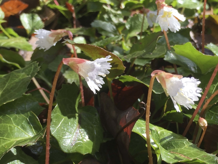 Is a visit to the SCDNR's Jocassee Gorges on your must-do Palmetto State Road trips list? It should be, National Geographic named the Gorges one of its "50 of the World's Last Great Places."