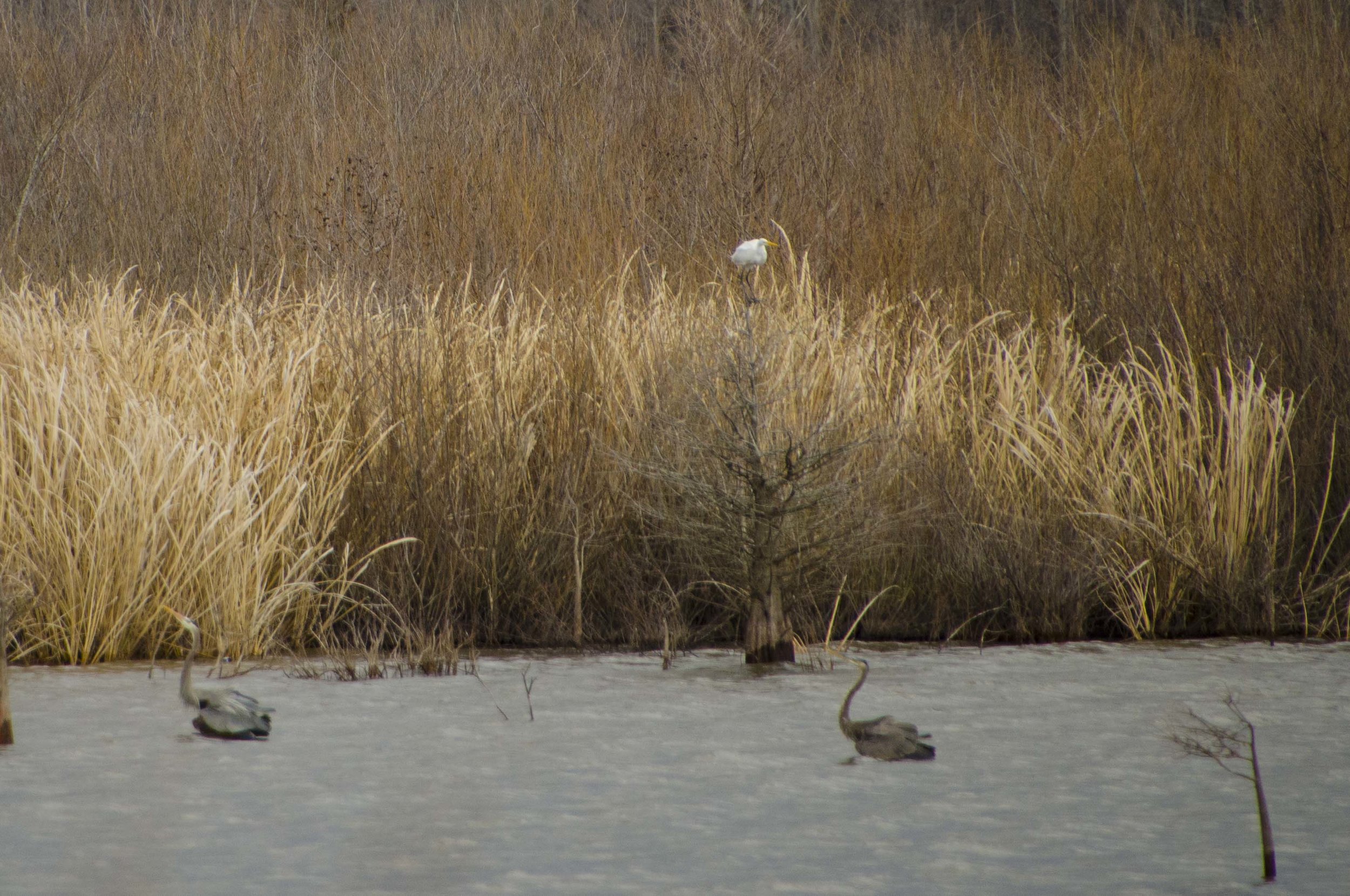 SNWR-Bluff Unit for Blog_9.JPG