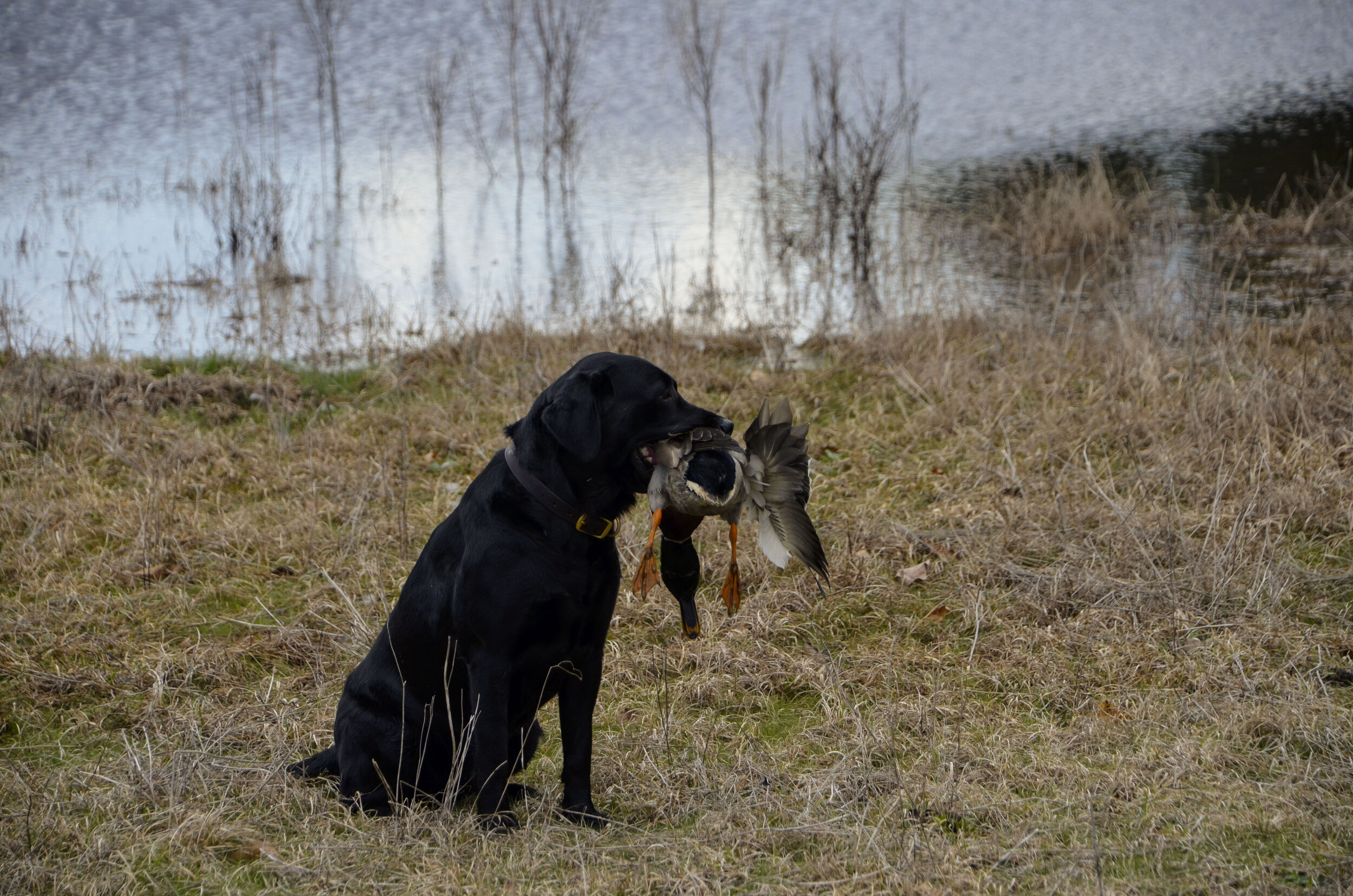 Love Farm Dog Photos_DLucas_152_1.JPG