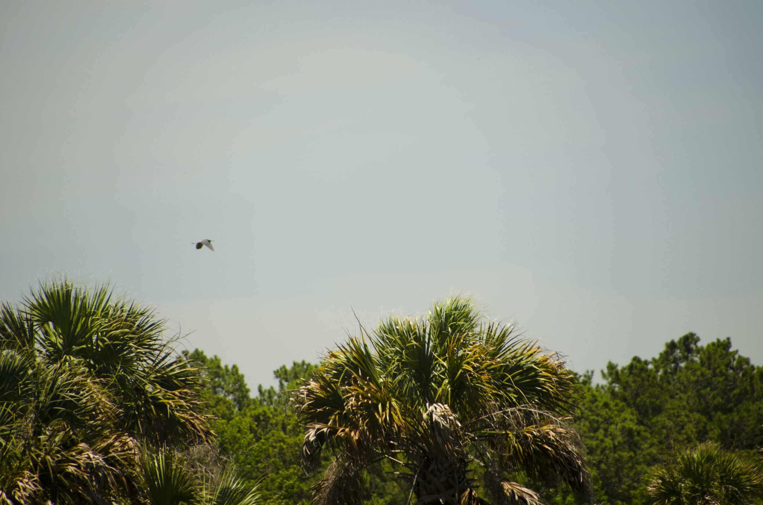  Raptors and other birds are a constant presence in the skies above the island’s wetland areas. 