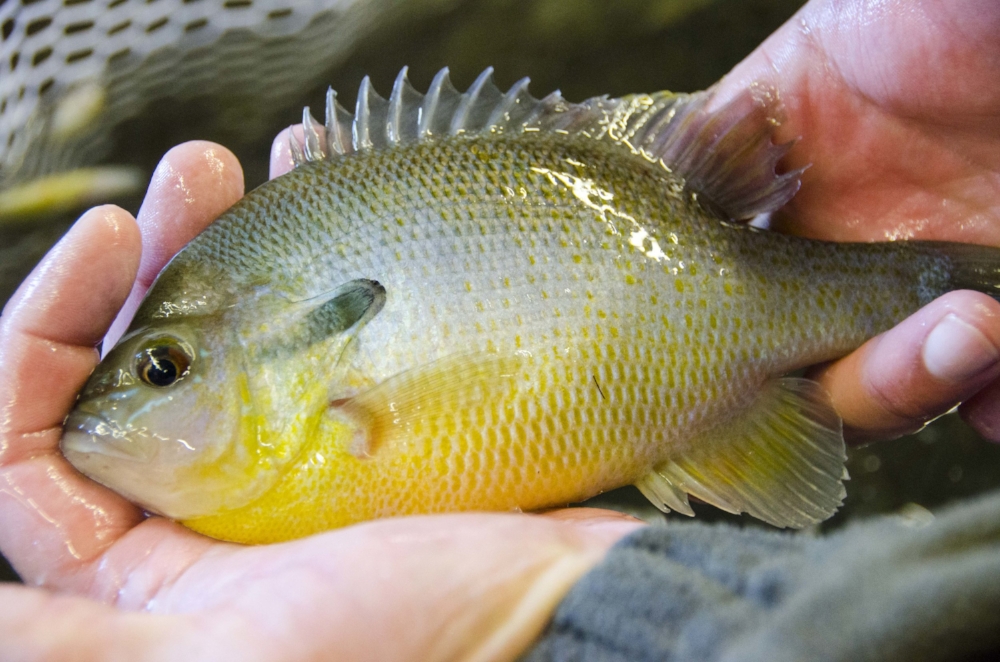 This larger redbreast won't be stocked in the Little Pee Dee. Instead, it will overwinter in a tank at CCFC and be used for brood stock to create more hatchery-reared fish in the spring. As it matures, this fish's underbelly will take on the deep re…