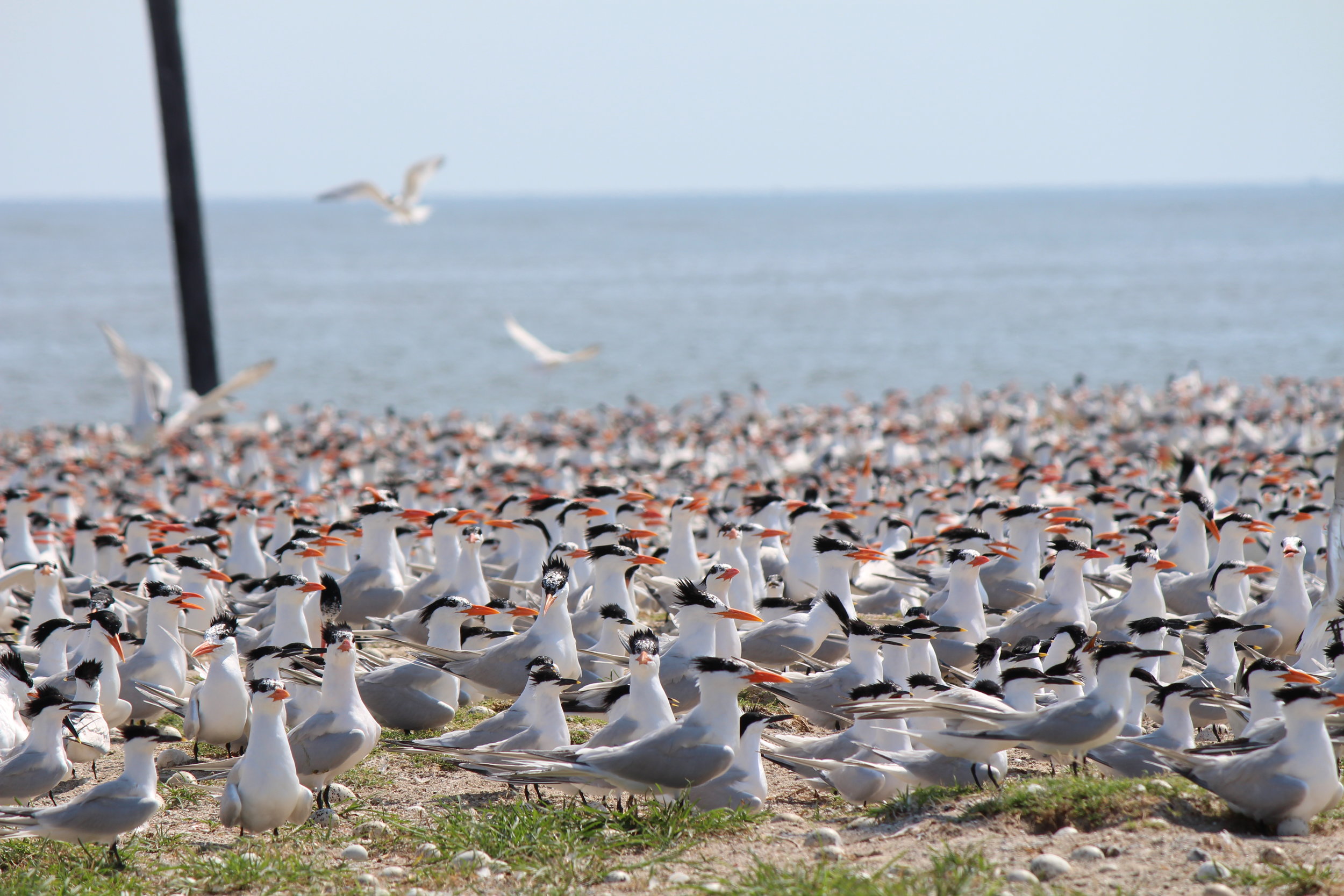 Terns nest in large groups, or colonies. With thousands of birds calling at once, nesting colonies can be deafening. (Photo: E. Weeks/SCDNR)