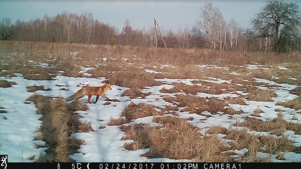 Fox caught on trail cam walking across a snowy plain.