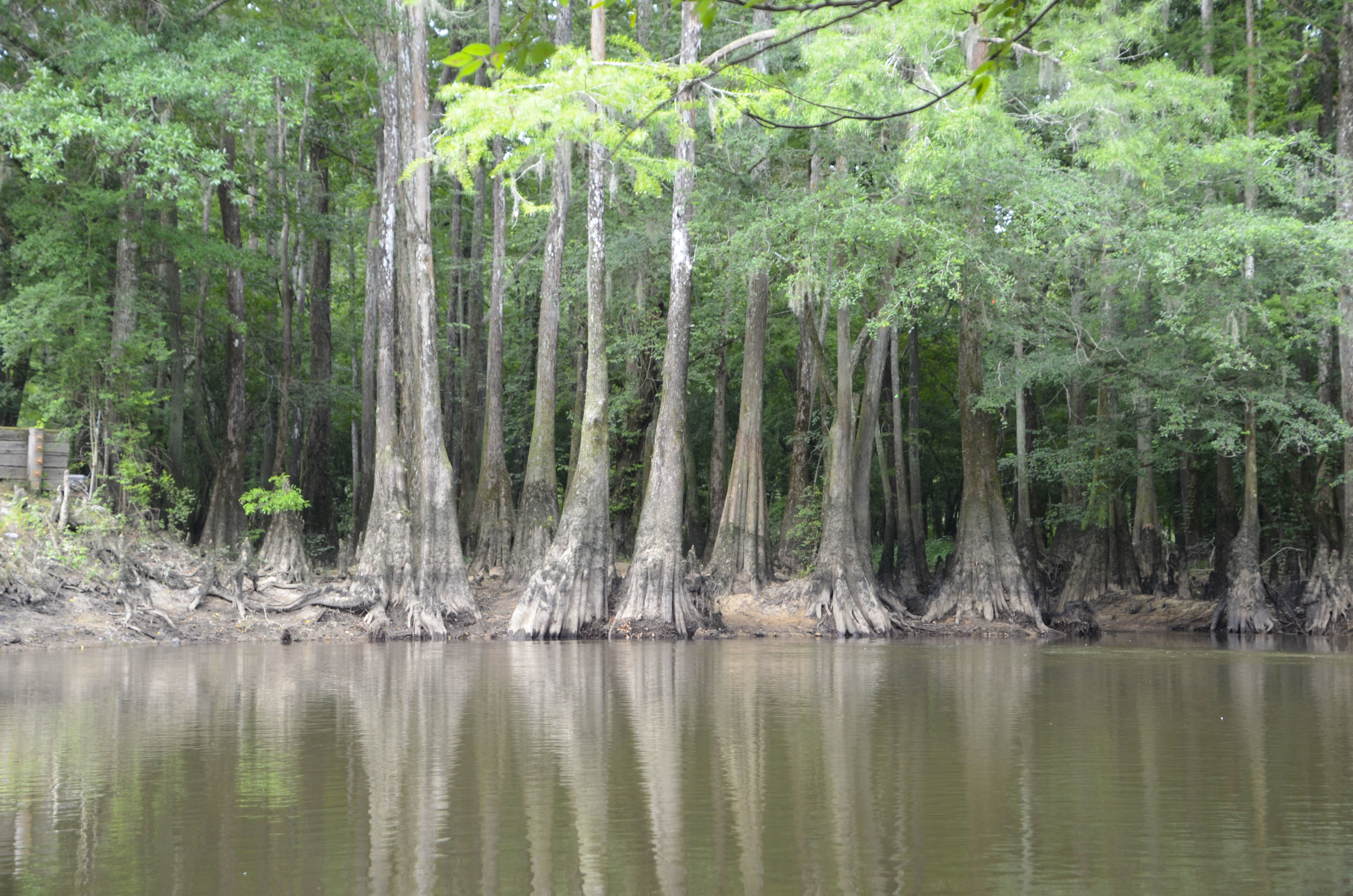 Lynches River Shots for Blog_2.JPG