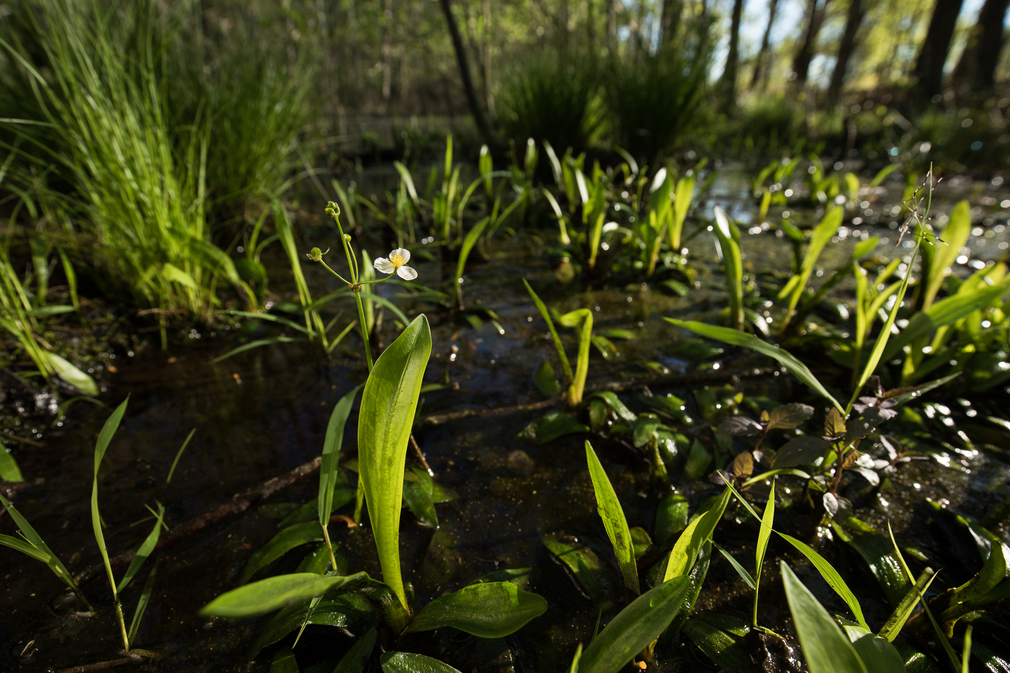 Bunched arrowhead in flower — the new property acquired by SCDNR for the state’s Heritage Trust program will ensure the future protection of several important colonies of this very rare plant. (photo courtesy Mac Stone, Naturaland Trust)