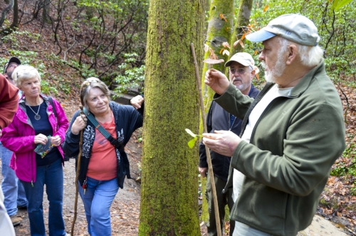 Galax or Oconee bell? &nbsp;When you habdg out with Dennis Chastain, you learn stuff. Here, Dennis shows the class the subtle differences in the leaves of the two plants.