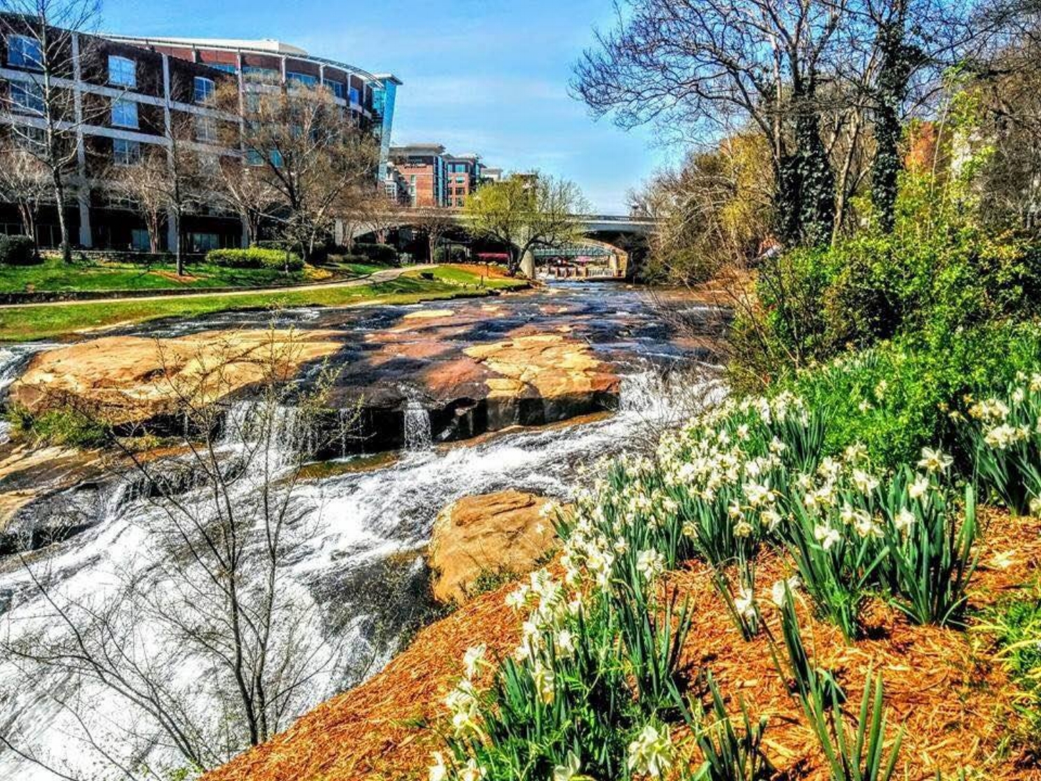 Wildflowers bloom along the banks of the Reedy River in downtown Greenville. [Photo courtesy Tina Zukaitis]