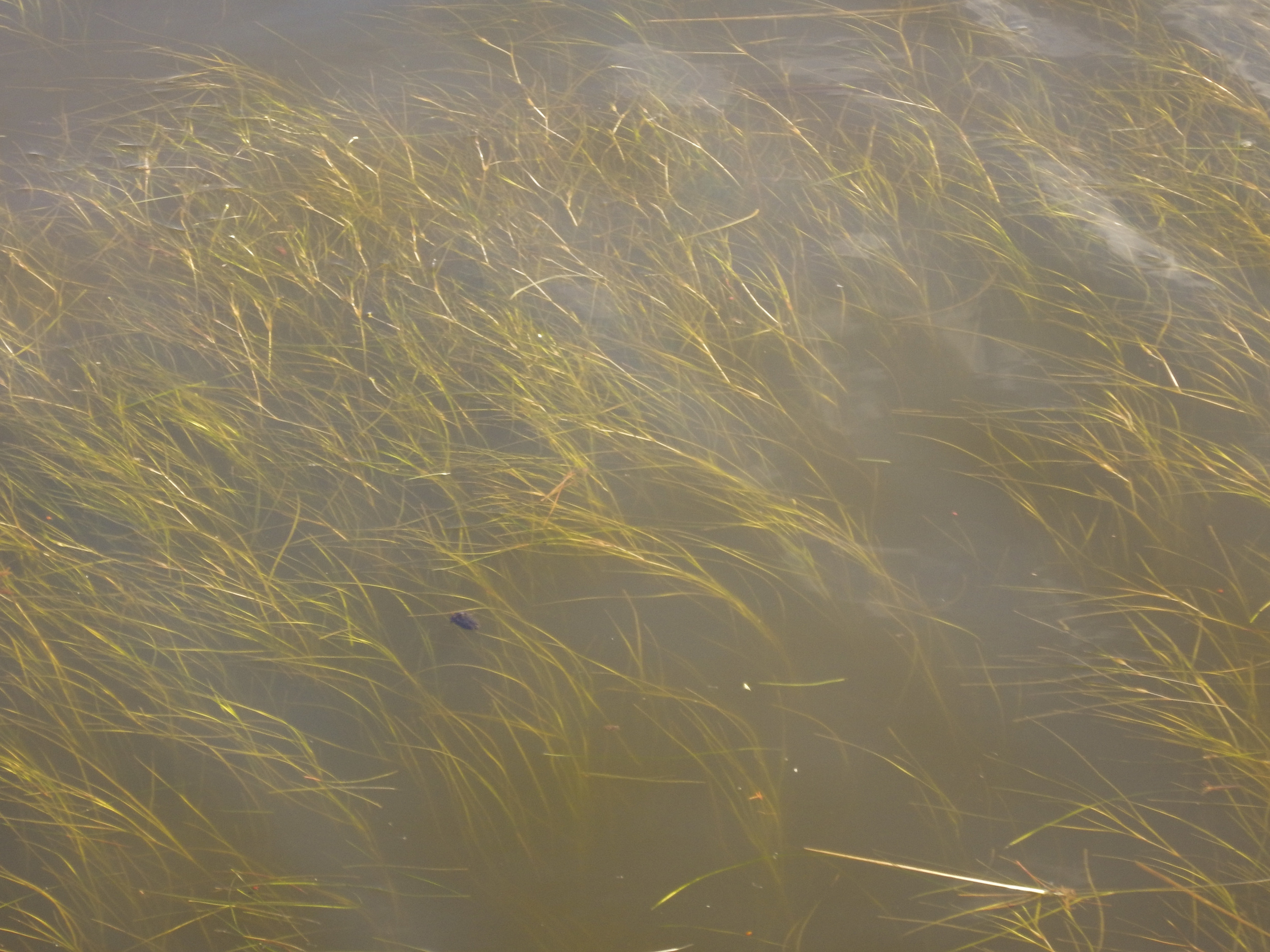 Widgeongrass -- the good stuff