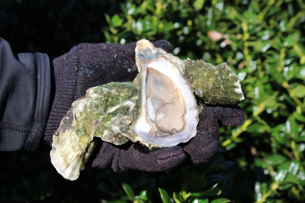 An Oyster Dish for People Who Don’t Like&nbsp;Oysters