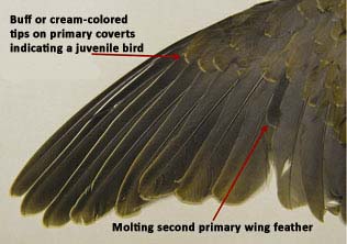 dove_wing_1.JPG