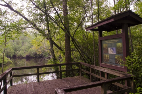 Stop and stay awhile at the boardwalks end and listen to the waters of the tea-stained Edisto River go whispering by on their final run to the sea from the Fall Line. 