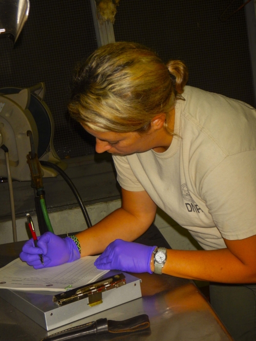 Webb Center biologist April Atkinson records the vital statistics of the deer killed on an evening hunt.
