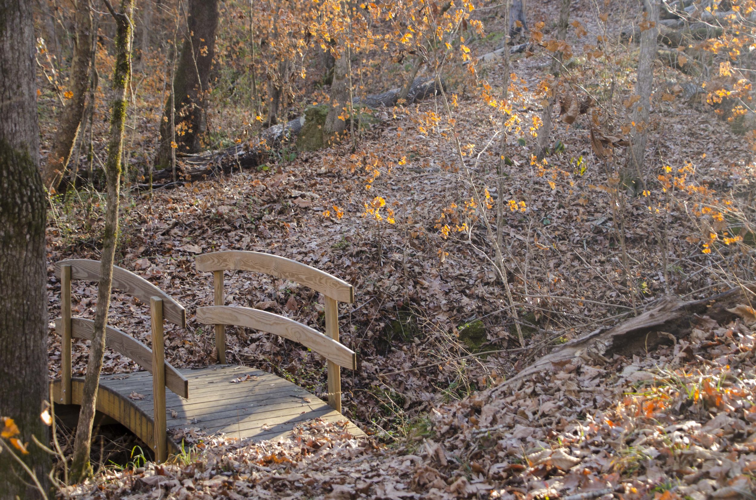  Wooden bridges cross small feeder creeks at several spots along the trail.&nbsp;(SCDNR photo by D. Lucas) 
