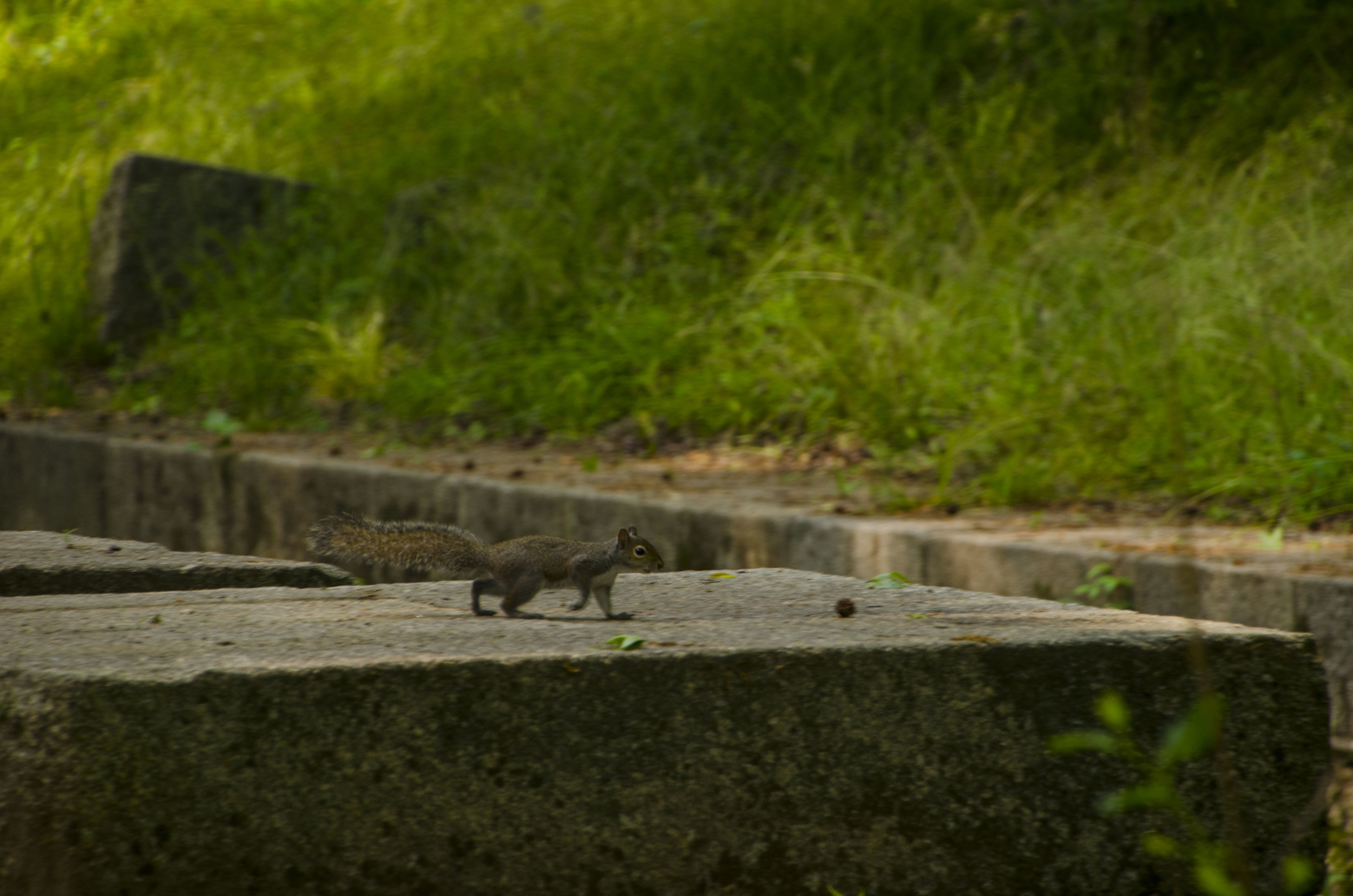 LCSP and Catawba Riverwalk for FB_5.JPG