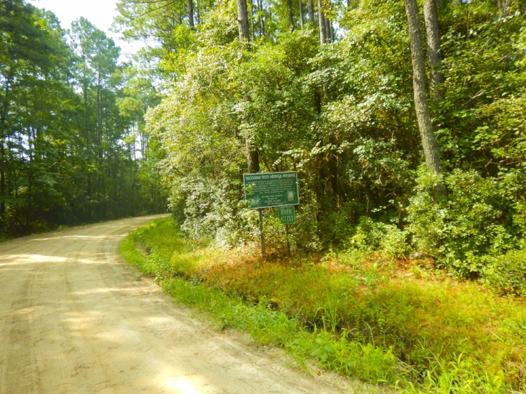 Turn down this dirt lane off of Loop Road to reach Big Savannah Bluff.&nbsp;[SCDNR image by David Lucas -- see complete photo gallery at the end of the article.]